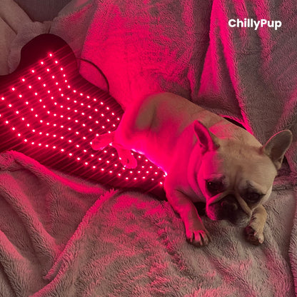 Mila Using large red light therapy pad with Chillypup branding