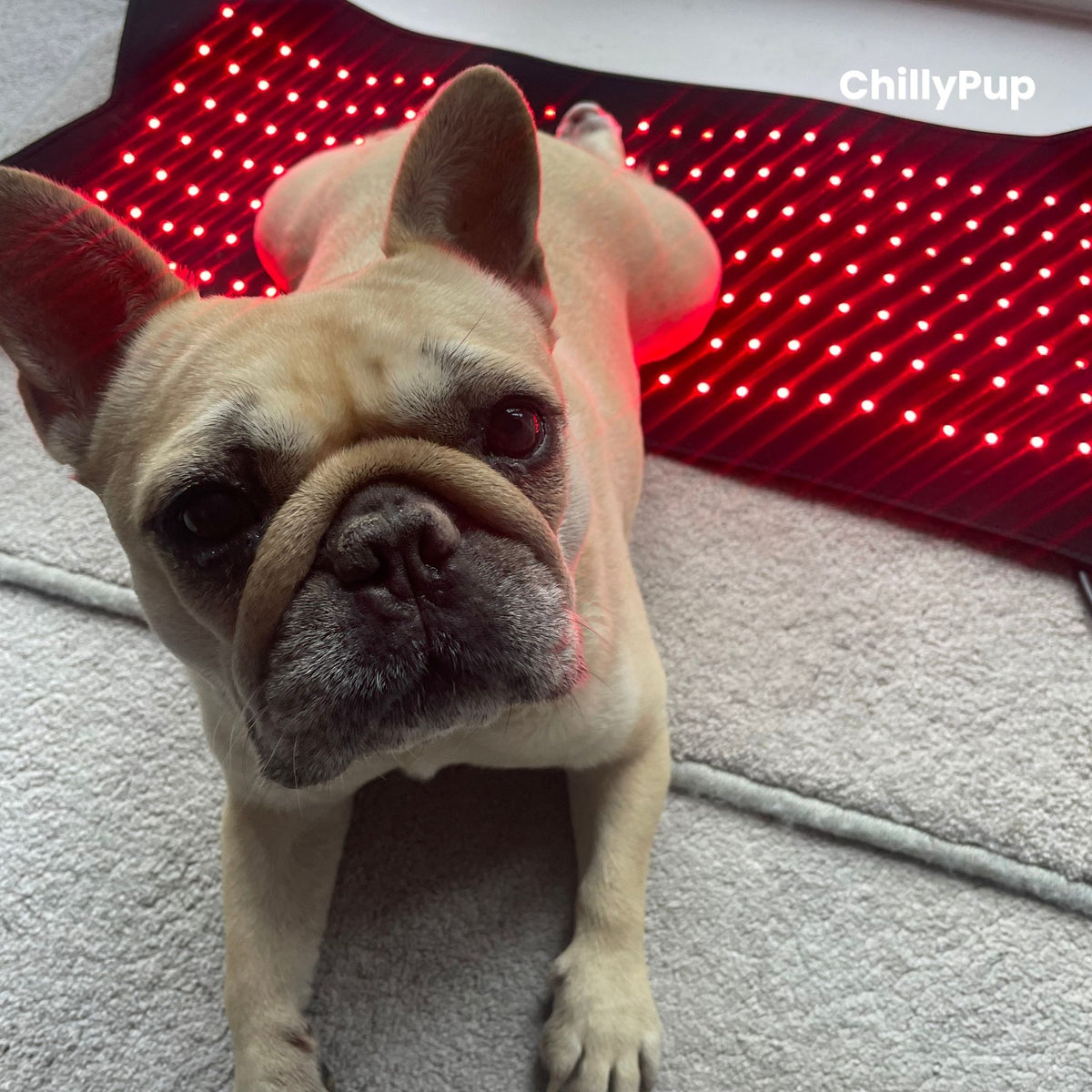Mila relaxing on the Large Red Light Therapy Pad at home