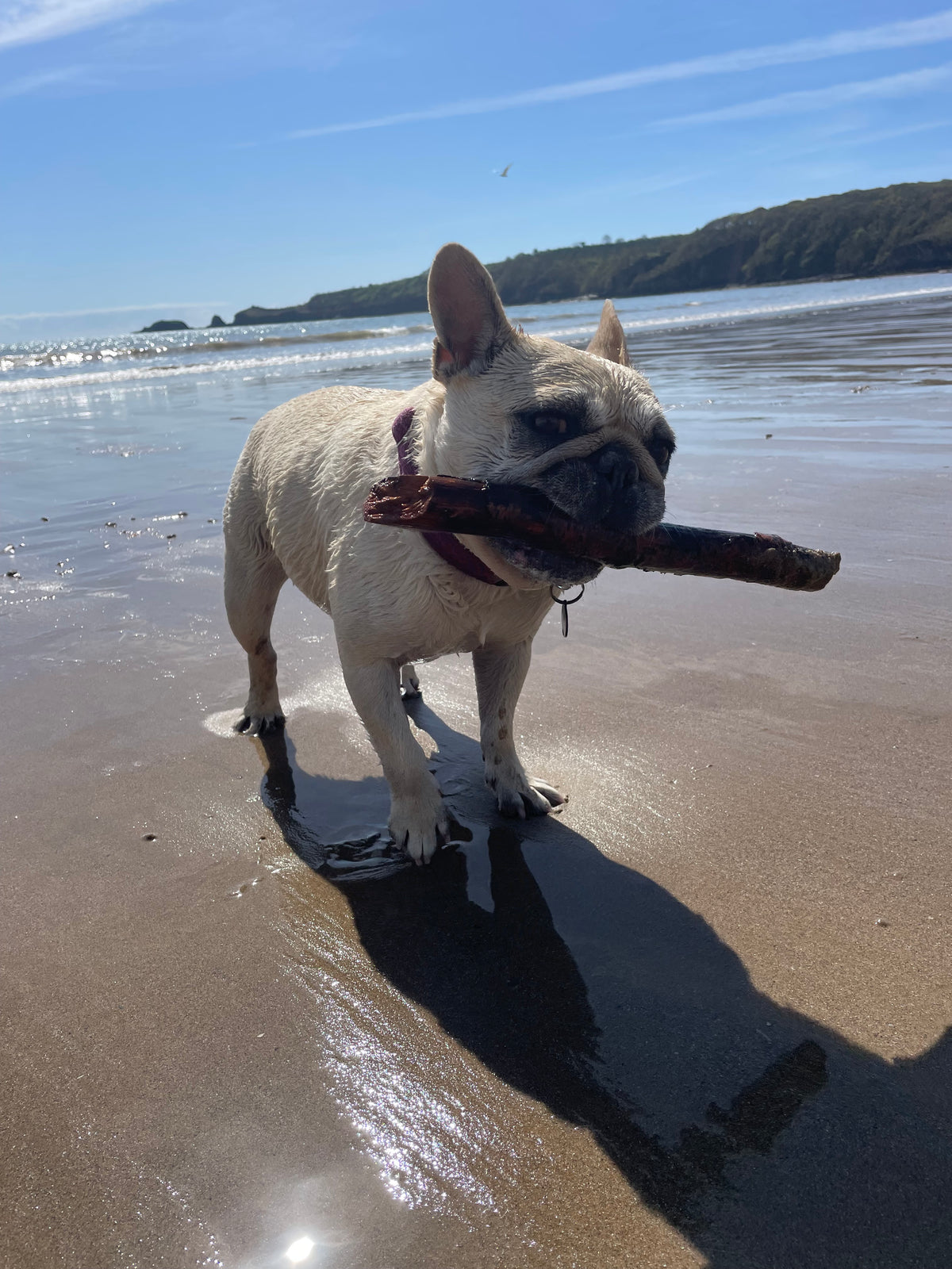 Mila ont he beach with a stick