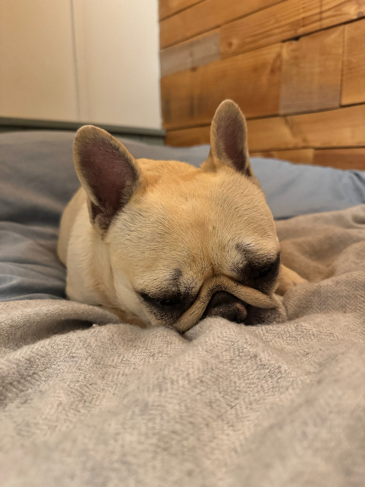 Mila curled up sleeping