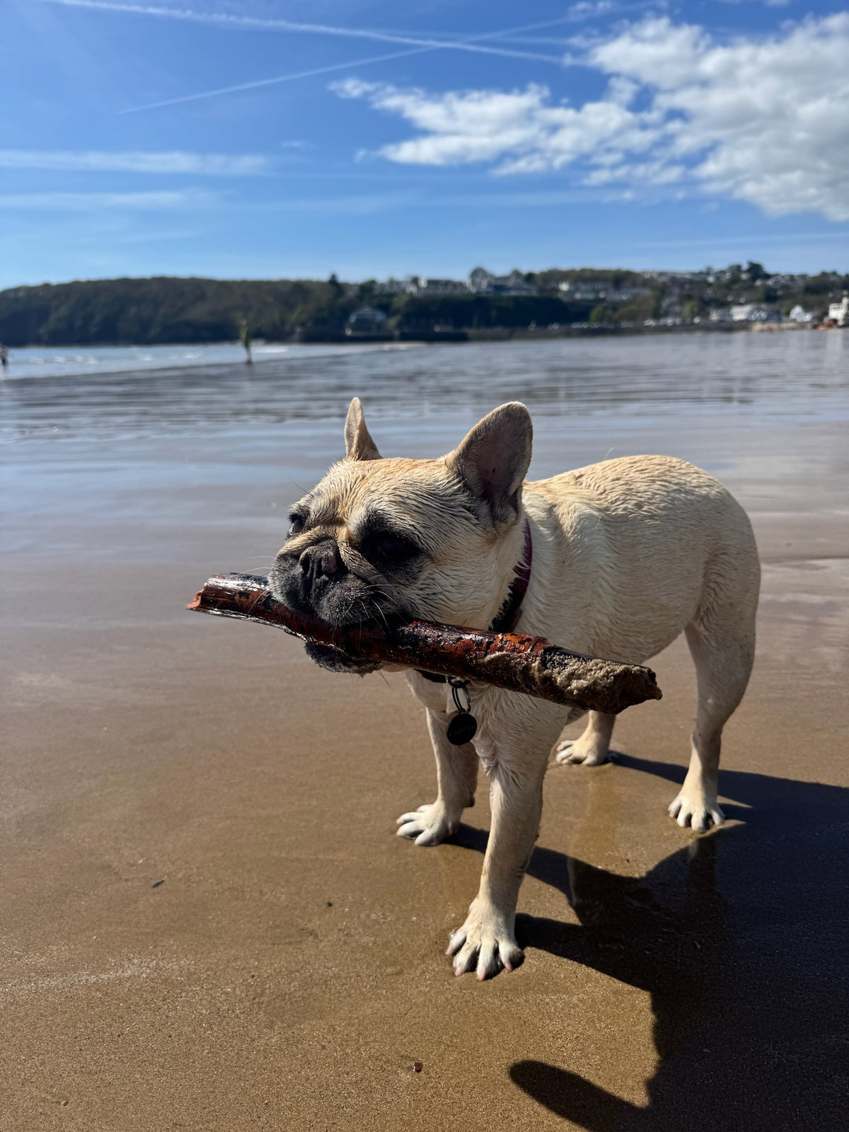 Mila on the beach with a stick