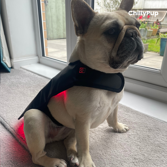 Mila wearing a black therapy wrap with visible chillypup branding, sat on a carpeted floor.