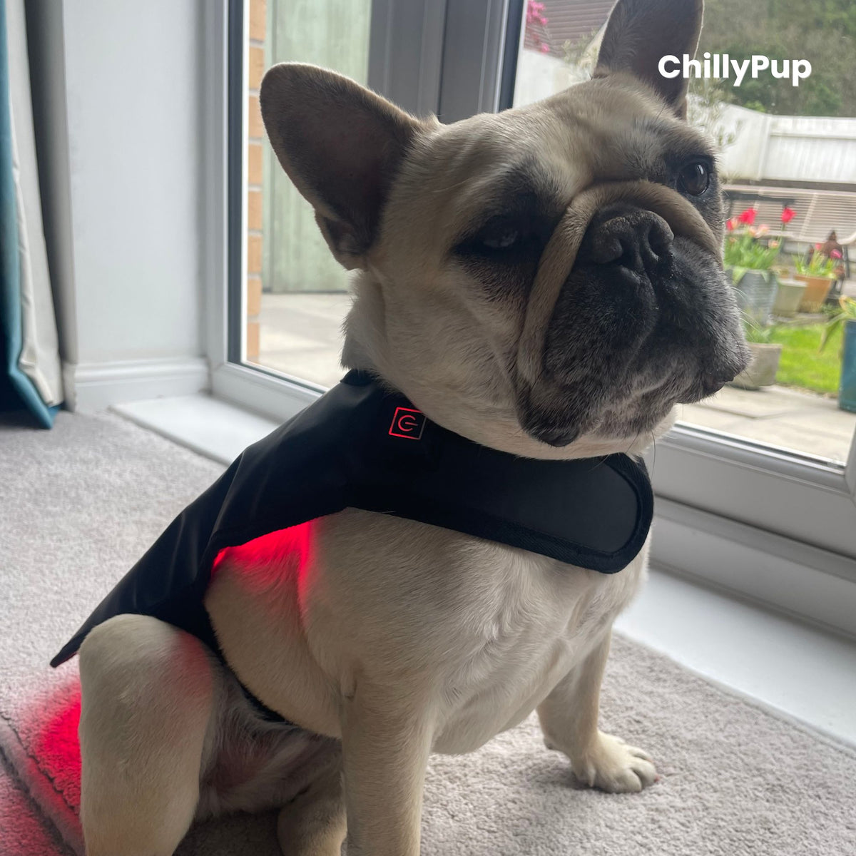 Mila wearing a black therapy wrap with visible chillypup branding, sat on a carpeted floor.