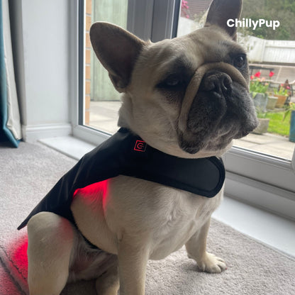 Mila wearing a black therapy wrap with visible chillypup branding, sat on a carpeted floor.