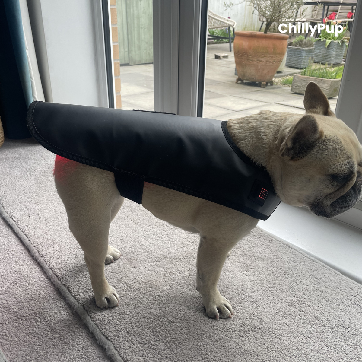 Mila wearing a black therapy wrap with visible chillypup branding, standing on a carpeted floor.