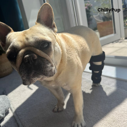 A fawn French Bulldog (Mila) standing indoors on a carpeted floor near a glass door, wearing a black redlight leg wrap on one back leg. with ChillyPup Branding.
