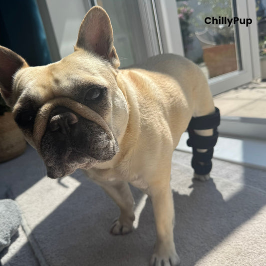 A fawn French Bulldog (Mila) standing indoors on a carpeted floor near a glass door, wearing a black redlight leg wrap on one back leg. with ChillyPup Branding.