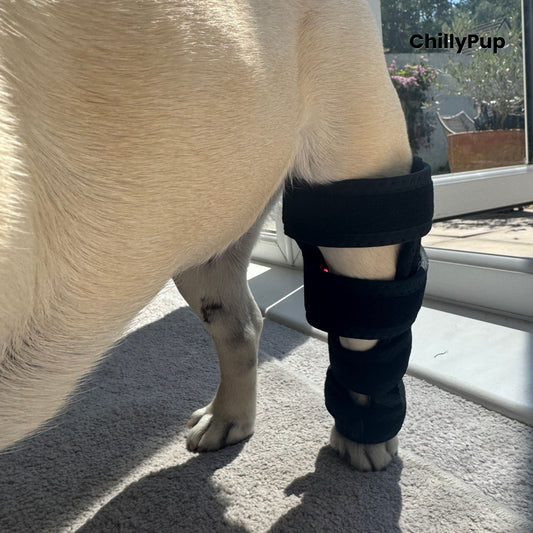 A fawn French Bulldog (Mila) standing indoors on a carpeted floor near a glass door, wearing a black redlight leg wrap on one back leg. with ChillyPup Branding.