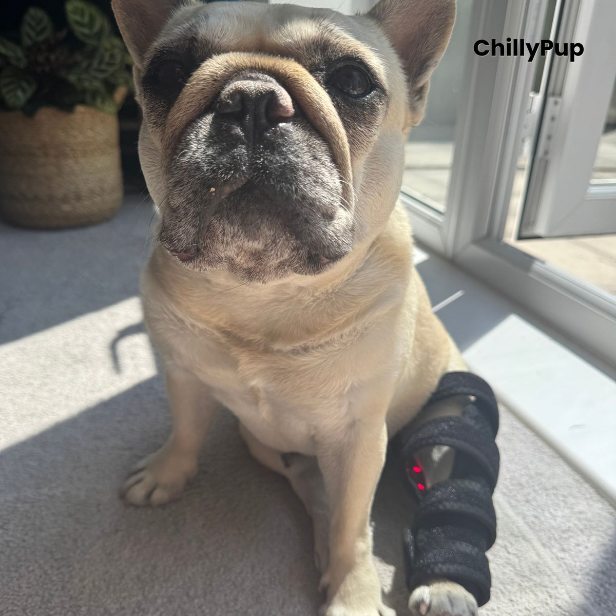 A fawn French Bulldog (Mila) sitting indoors on a carpeted floor near a glass door, wearing a black redlight leg wrap on one back leg. with ChillyPup Branding.