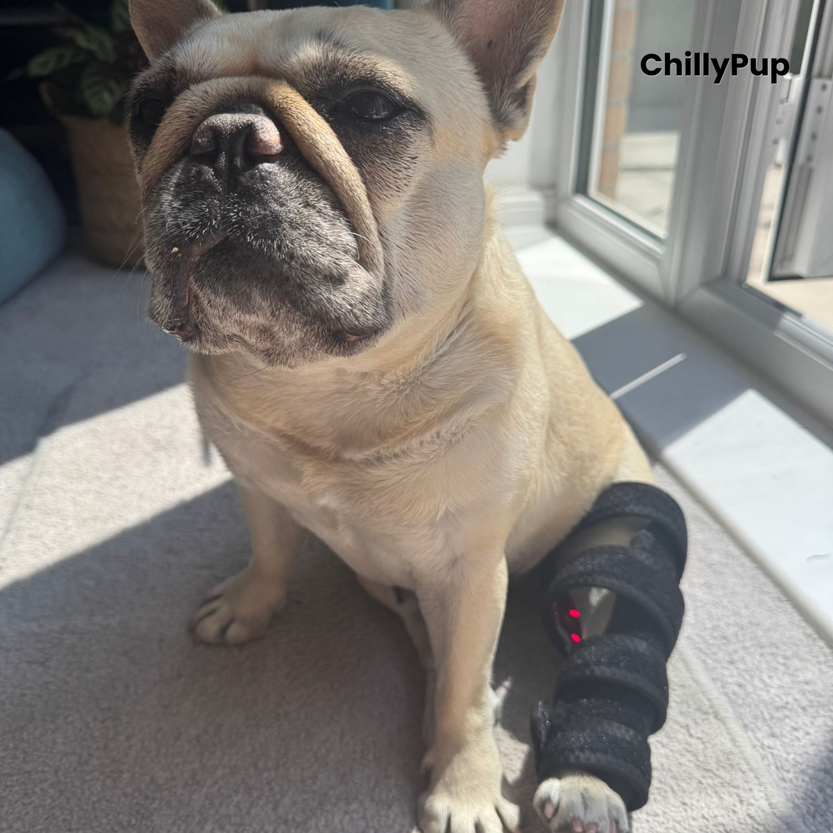 A fawn French Bulldog (Mila) sitting indoors on a carpeted floor near a glass door, wearing a black redlight leg wrap on one back leg. with ChillyPup Branding.