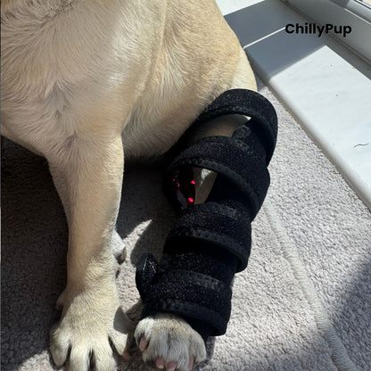 A fawn French Bulldog (Mila) sitting indoors on a carpeted floor near a glass door, wearing a black redlight leg wrap on one back leg. with ChillyPup Branding.