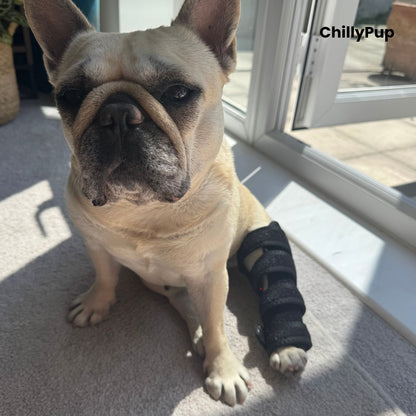 A fawn French Bulldog (Mila) sitting indoors on a carpeted floor near a glass door, wearing a black redlight leg wrap on one back leg. with ChillyPup Branding.