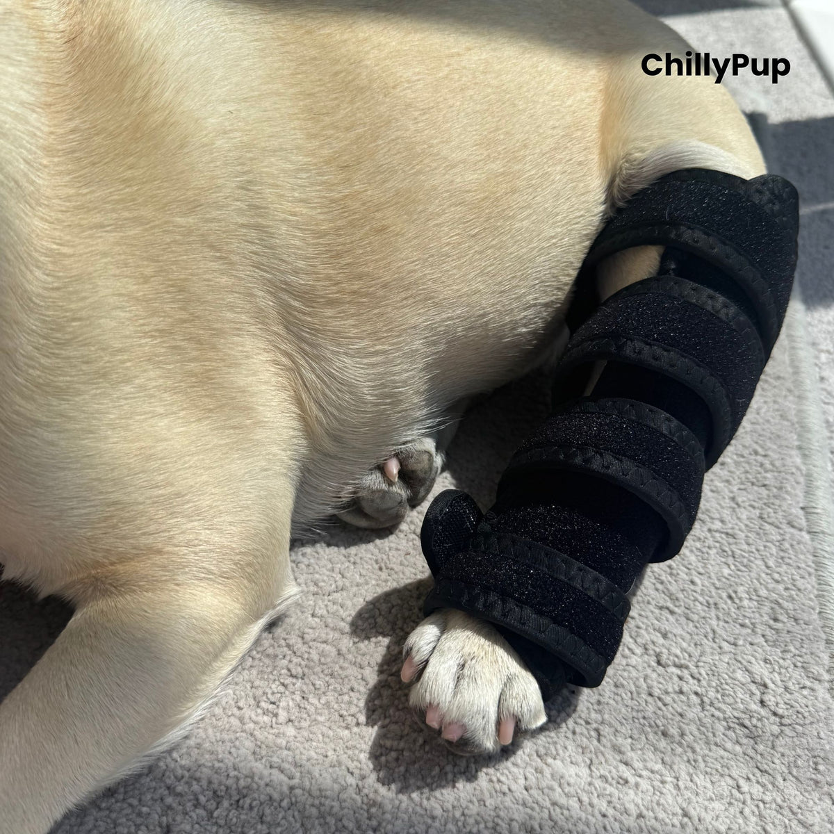 A light cream-colored dog lying on a gray carpet while wearing a black redlight therpay wrap. The brand name 'ChillyPup' is visible in the top right corner.