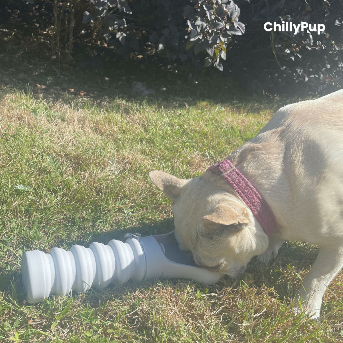 Dog drinking from foldable water bottle on the grass.