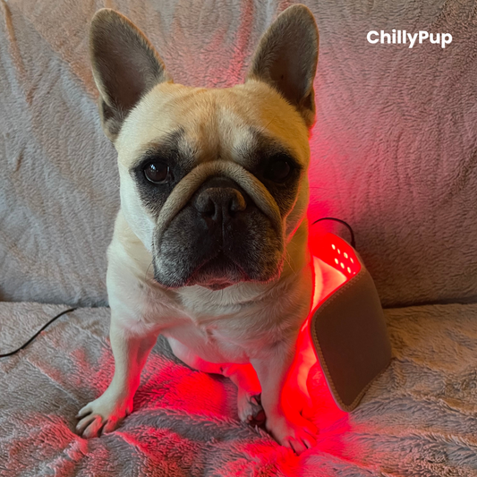 Mila sat with the small Red Light pad on her back leg with ChillyPup branding.