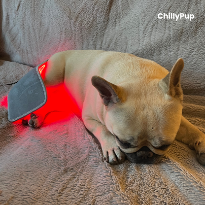Mila asleep with the small Red Light pad on her back leg with ChillyPup branding.