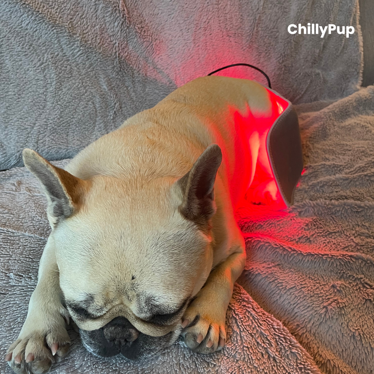 Mila asleep with the small Red Light pad on her back leg with ChillyPup branding.