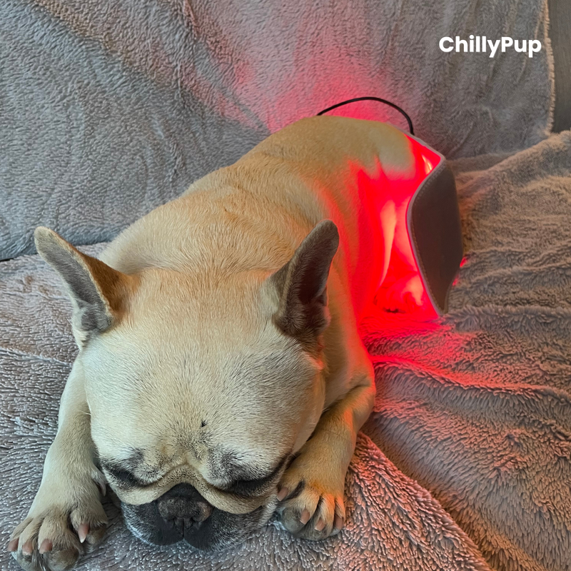 Mila asleep at home with the small red light pad on her back leg