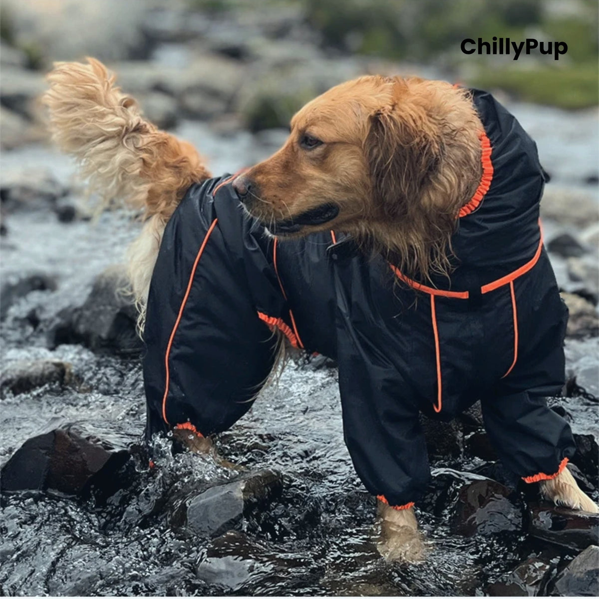 Dog wearing the Cloudburst Belly-Zip Dog Suit in Black on wet rocks