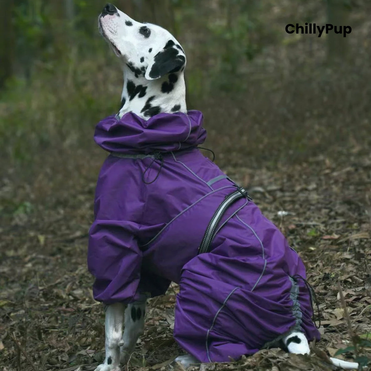 Dalmatian wearing the Cloudburst Belly-Zip Dog Suit in Purple in woodland