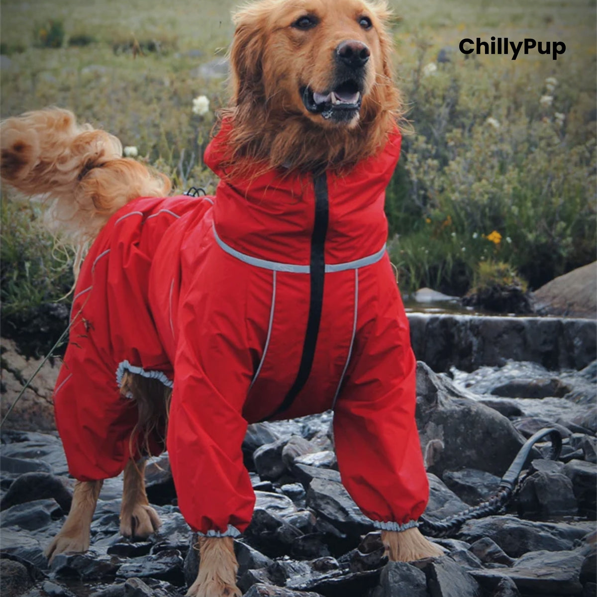 Front view of a dog wearing the Cloudburst Belly-Zip Dog Suit in Red by a stream