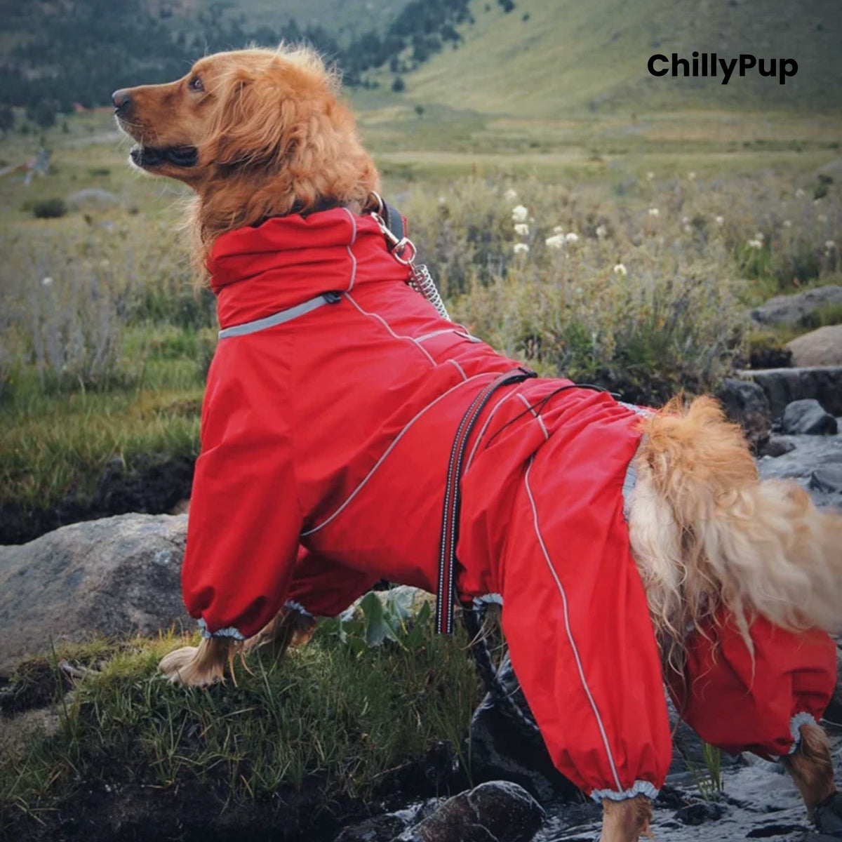 Golden Retriever wearing the Cloudburst Belly-Zip Dog Suit in Red on a mountain walk