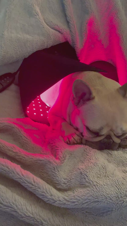 Large Red Light Therapy Pad for Dogs – Full-Body Comfort Support
