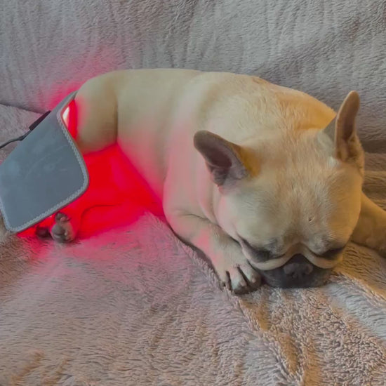 Mila laying down with the small red light pad on her back legs.