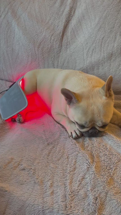 Mila laying down with the small red light pad on her back legs.