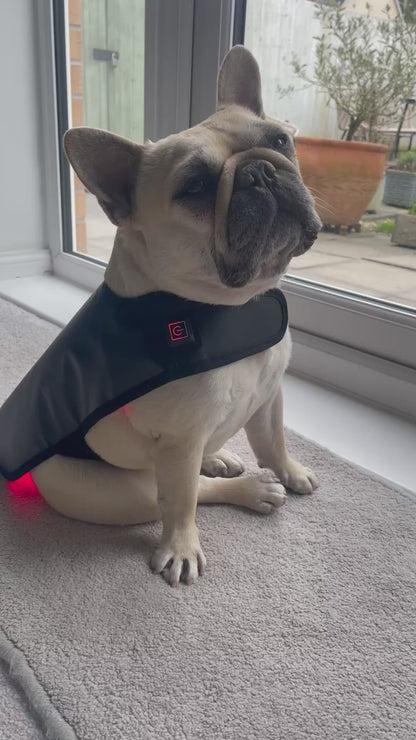 Red Light Therapy Wrap for Dogs, Back and Spinal Support